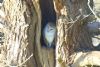 Barn Owl