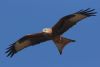 Red Kite