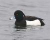 Tufted Duck