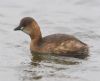 Little Grebe