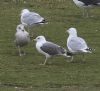 Yellow-legged Gull