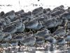 Grey Plover