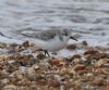 Sanderling