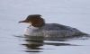 Goosander