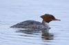 Goosander