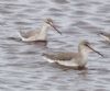 Spotted Redshank