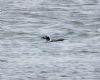 Long-tailed Duck