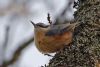 Nuthatch