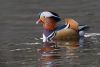 Mandarin Duck