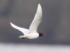 Mediterranean Gull