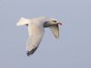 Mediterranean Gull