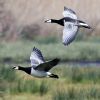 Barnacle Goose