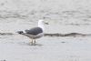 Yellow-legged Gull