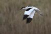 Avocet