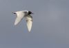 Mediterranean Gull