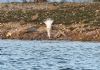 Caspian Gull