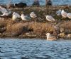 Caspian Gull