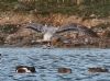 Caspian Gull