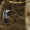 Blue Tit