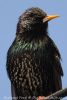 Starling