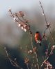 Bullfinch