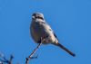 Great Grey Shrike