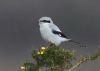 Great Grey Shrike