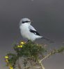 Great Grey Shrike