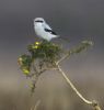 Great Grey Shrike