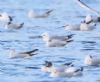 Ring-billed Gull