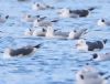 Ring-billed Gull