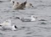 Ring-billed Gull