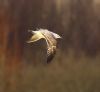 Caspian Gull