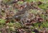 Song Thrush