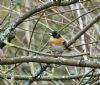 Brambling