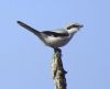 Great Grey Shrike