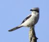 Great Grey Shrike