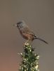 Dartford Warbler