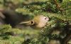 Goldcrest