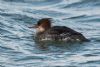 Red-breasted Merganser