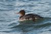 Red-breasted Merganser