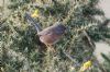 Dartford Warbler