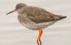 Redshank