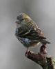 Siskin