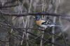 Brambling