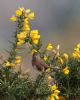 Dartford Warbler