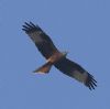 Photo of Red Kite at Sway, Hampshire. Taken by Chris Barrass on 13th March 2016.