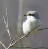 Great Grey Shrike