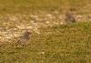 Black Redstart