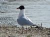 Mediterranean Gull